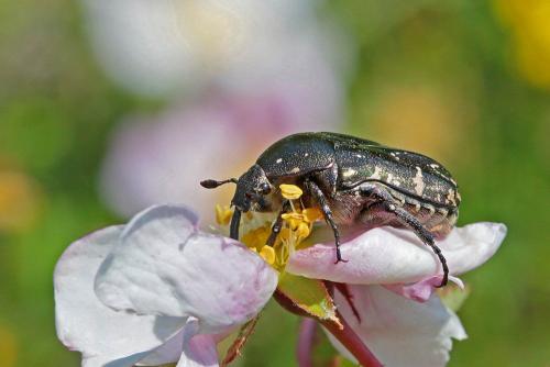 Réf. 231 237 : Potosia cuprea